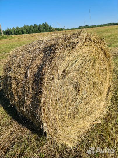 Сено в рулонах