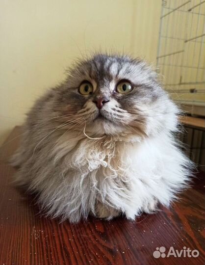 Ищем добрые руки