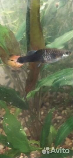 Аквариумные рыбки гуппи