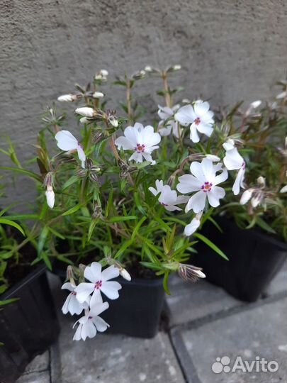 Флокс шиловидный 