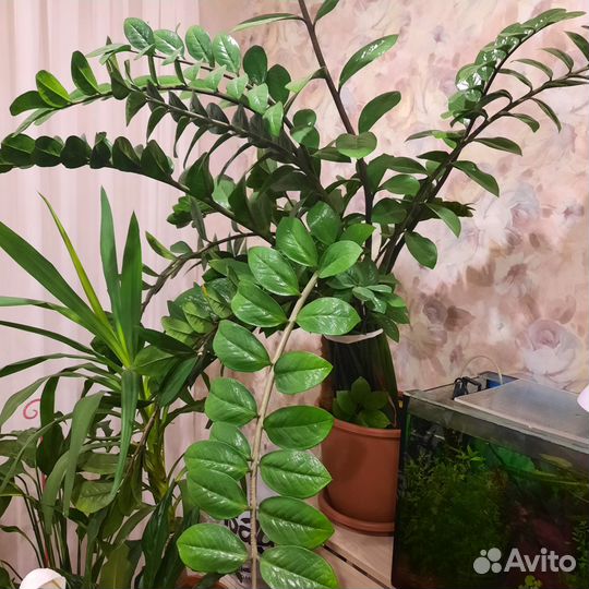 Замиокулькас