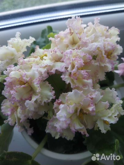 Фиалки сортовые