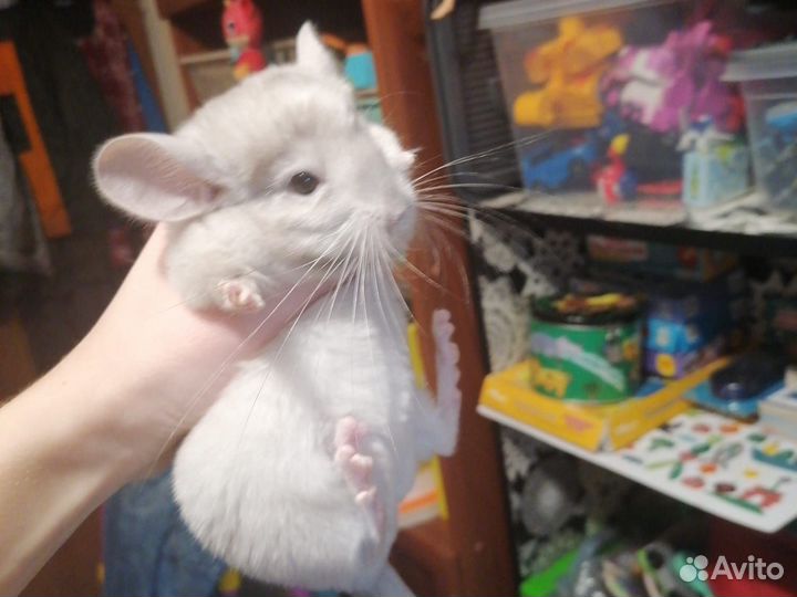 Шиншиллята