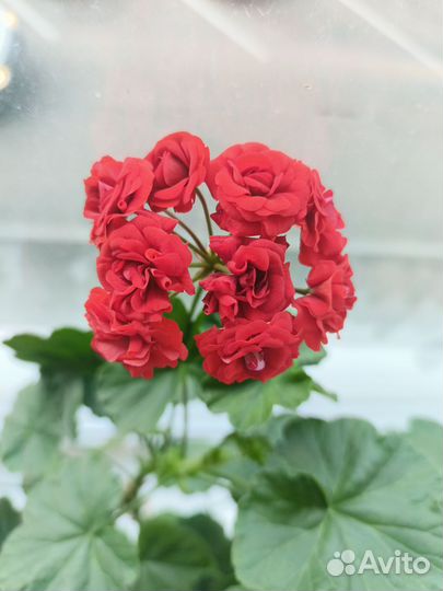 Пеларгония