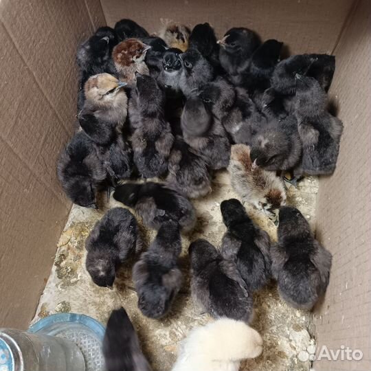 Цыплята суточные, ухейилюй