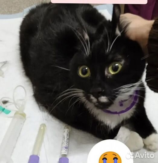 Котик заболел Фип от тоски. никто не усынов. Приют