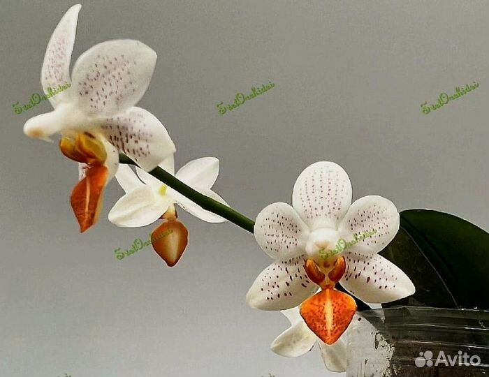 Орхидея Мини Марк