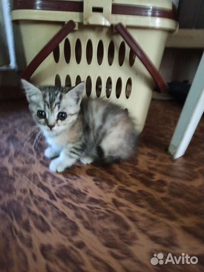 Красивые котята