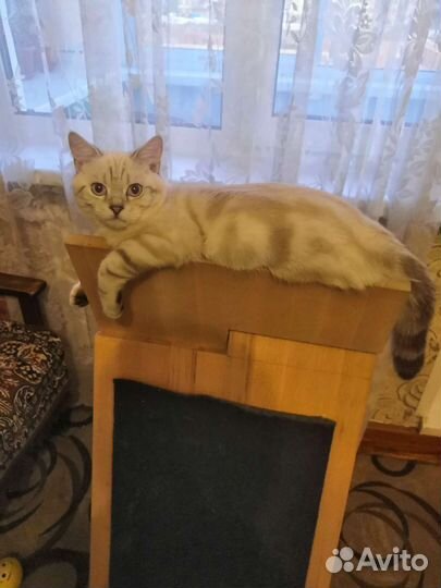 Когтеточка