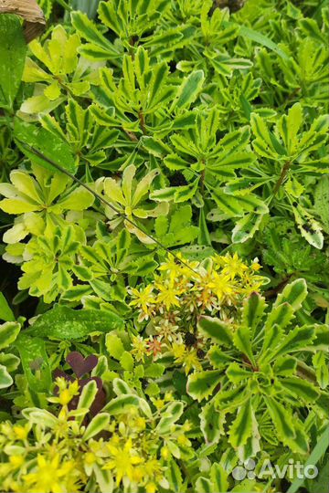 Цветы садовые многолетние