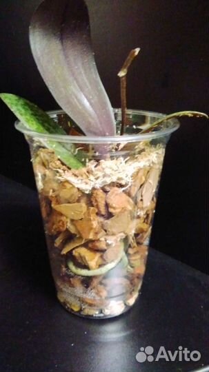 Орхидея Odоrion(арома)