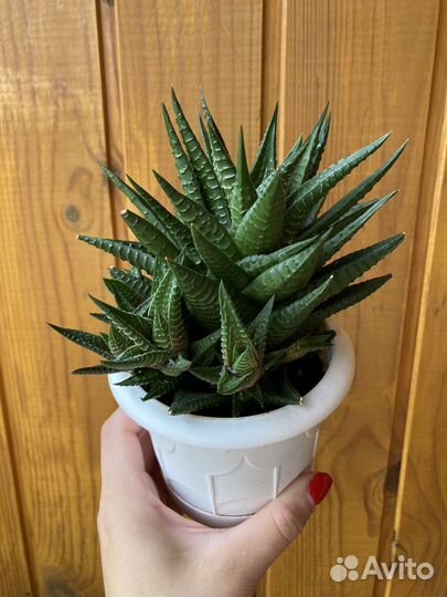 Хавортия лимифолия