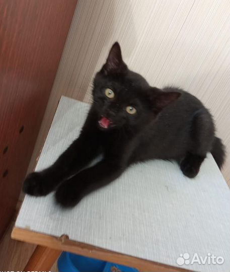 Черныши малыши - котята в добрые руки