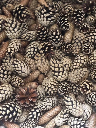 Шишки сосновые