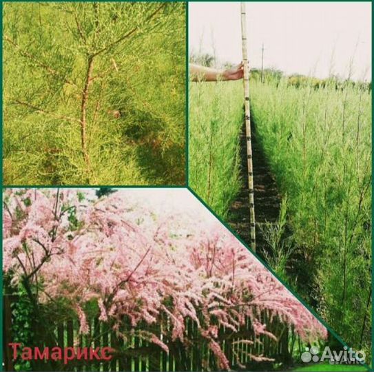 Тамарикс