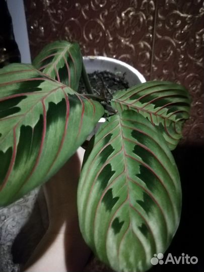 Цветы комнатные