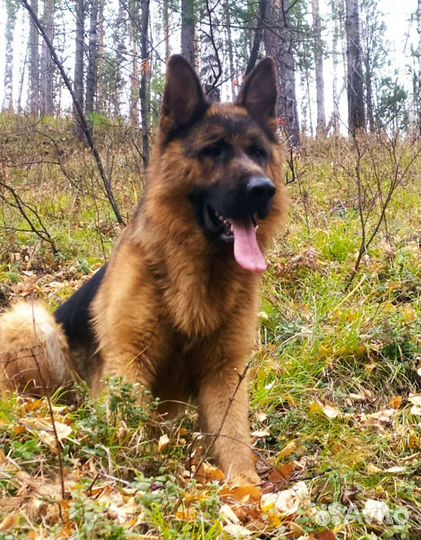 Вязка. Немец