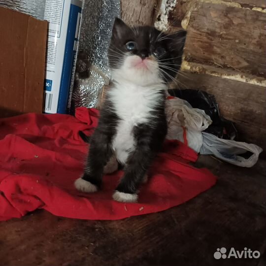 Котятки в добрые руки