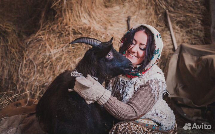 Прокат лошадей