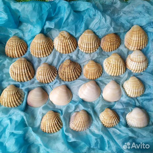 Ракушки 22 шт