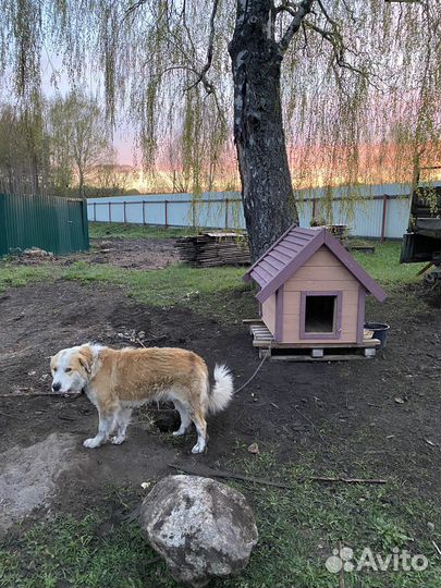 Будка для собаки