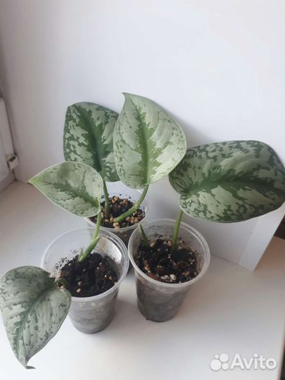 Сциндапсус пиктус треби