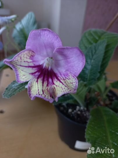 Стрептокарпусы. Комнатные цветы