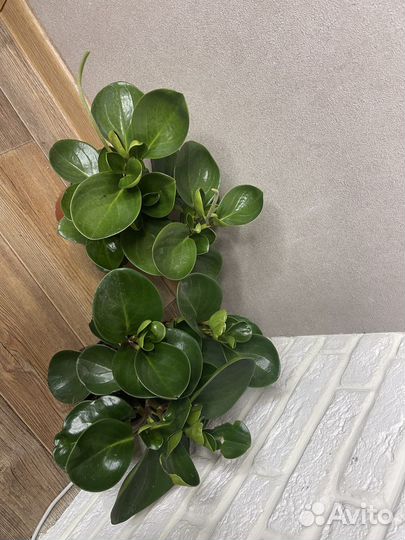 Пеперомия туполистная комнатеые цветы