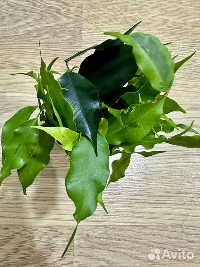 Фикус лакия, бафт, моник, голден моник