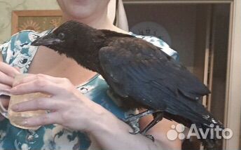 Вороны птенец