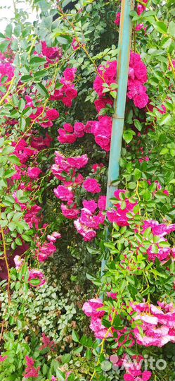 Розы корнесобственные