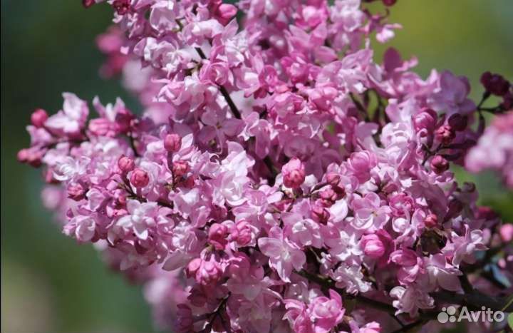 Сирень сортовая