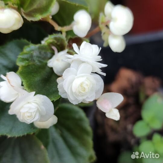 Бегония вечноцветущая махровая