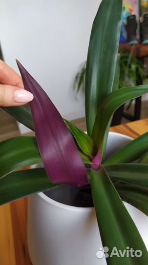 Комнатные растения Рео Традесканция
