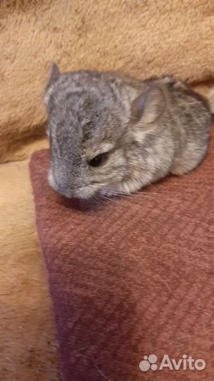 Шиншиллы малыши