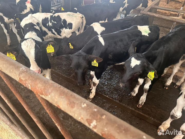 Телята бычки на откорм бесплатная доставка