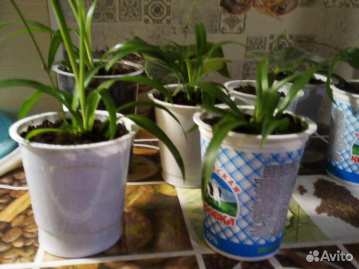 Хлорофитум