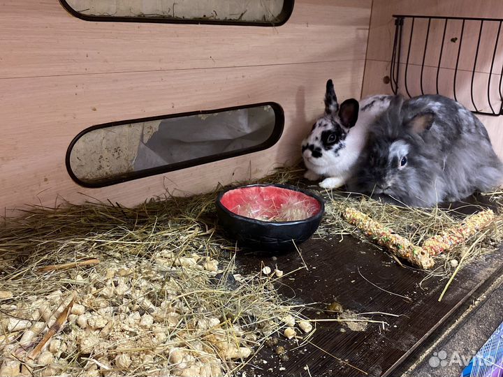 Кролики с клеткой