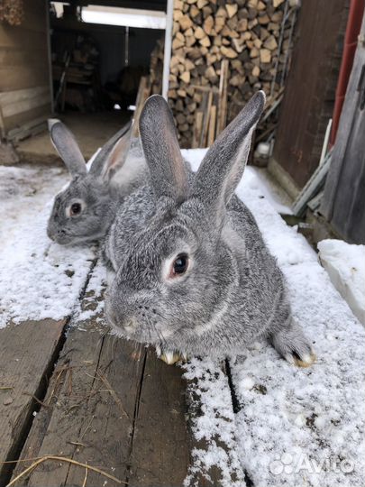 Кролики на племя Советская шиншилла