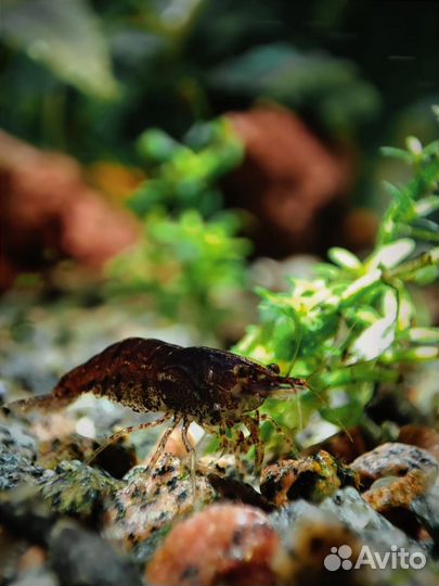 Аквариумные креветки