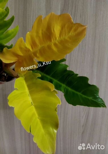 Сингониум orm tong var