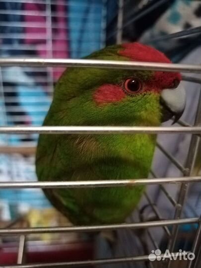 Попугай какарик