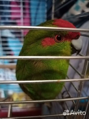 Попугай какарик