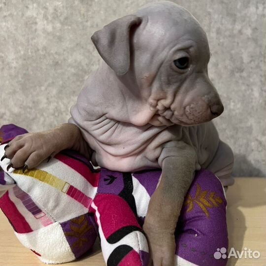 Щенки голопопы