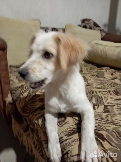 Собачка небольшая