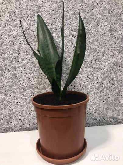 Большой Щучий хвост