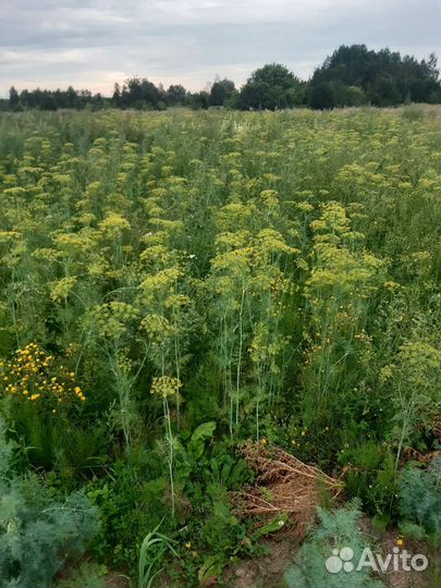 Зонтики укропа