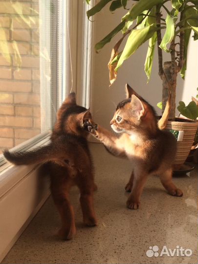 Вязка с абиссинским котом Grand Inter Champion WCF