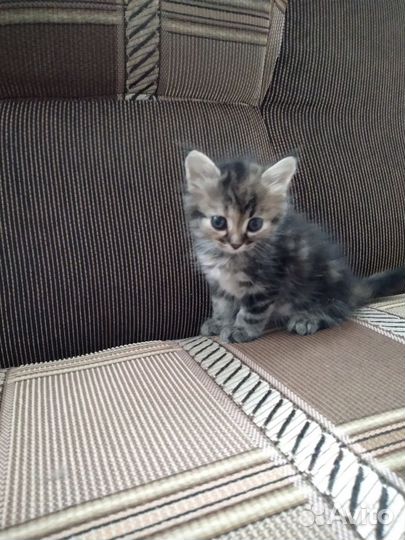 Котята в дар