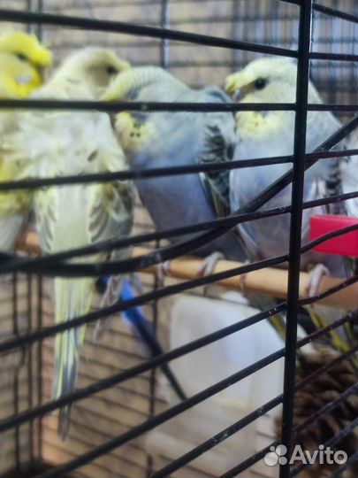 Волнистый попугай хагорома